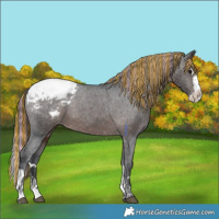Horse Color:Painted Brown Splash Appaloosa 
