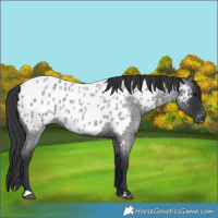Horse Color:Blue Roan Near Leopard 