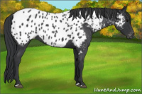 Horse Color:Blue Roan Appaloosa