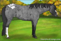 Horse Color:Blue Roan Varnish 