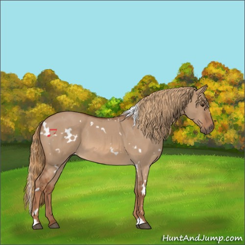 Horse Color:White Spotted Red Dun Roan 