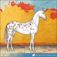Horse Color:Liver Red Dun Appaloosa Brindle 