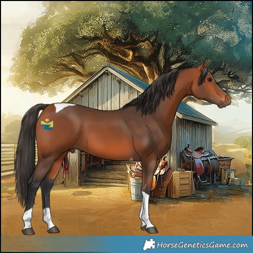 Horse Color:Bay Tobiano 