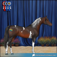 Horse Color:Brown Tobiano 