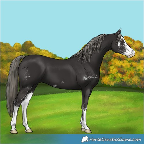 Horse Color:Liver Chestnut Mushroom Sabino 