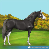 Horse Color:Liver Chestnut Mushroom Sabino 