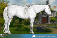 Horse Color:Gray Silver Brown Dun Appaloosa Rabicano