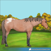 Horse Color:Bay Appaloosa 
