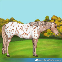 Horse Color:Chestnut Near Leopard 