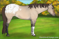 Horse Color:Bay Dun Appaloosa 
