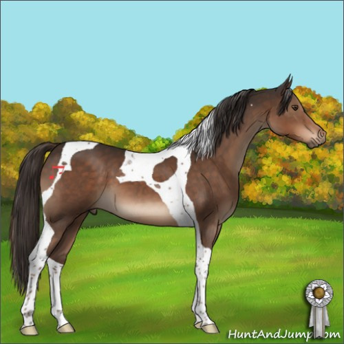 Horse Color:Liver Chestnut Tobiano 