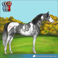 Horse Color:Black Sabino Tobiano