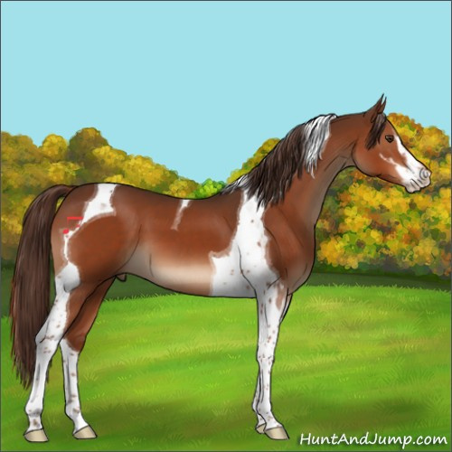 Horse Color:Liver Chestnut Sabino Tobiano 