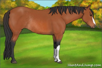 Horse Color:Bay Rabicano 