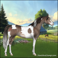 Horse Color:Liver Chestnut Sabino Tobiano 