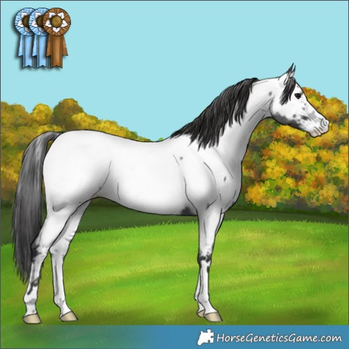 Horse Color:Blue Roan Appaloosa 