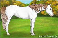 Horse Color:Red Roan Splash Appaloosa Rabicano 