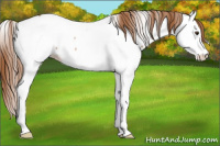 Horse Color:Red Roan Splash Appaloosa Rabicano