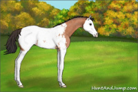 Horse Color:Bay Roan Splash Appaloosa Rabicano