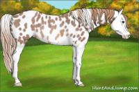 Horse Color:Red Roan Splash Appaloosa Rabicano 