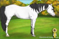 Horse Color:Blue Roan Appaloosa Rabicano 