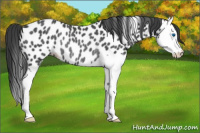 Horse Color:Blue Roan Splash Appaloosa Rabicano 
