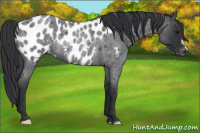 Horse Color:Blue Roan Appaloosa Rabicano 