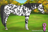 Horse Color:Blue Roan Appaloosa 