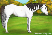Horse Color:Bay Splash Fewspot Rabicano 
