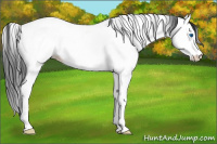 Horse Color:Black Splash Fewspot Rabicano 