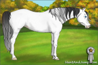 Horse Color:Brown Roan Splash Appaloosa 