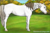 Horse Color:Buckskin Sabino Appaloosa 
