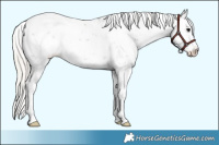 Horse Color:Silver Black Sabino Appaloosa 