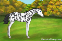 Horse Color:Blue Roan Splash Leopard 