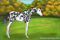 Horse Color:Black Splash Appaloosa 