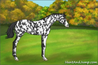 Horse Color:Black Appaloosa 