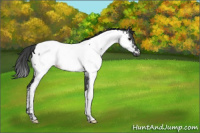 Horse Color:Blue Roan Appaloosa 