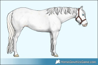 Horse Color:Palomino Pearl Sabino
