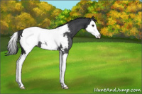 Horse Color:Black Splash Appaloosa Rabicano