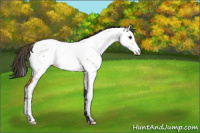Horse Color:Bay Roan Fewspot 