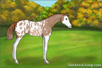 Horse Color:Red Roan Splash Appaloosa 