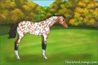 Horse Color:Bay Roan Appaloosa Rabicano 