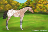 Horse Color:Bay Ice Roan Appaloosa 