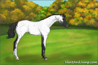 Horse Color:Blue Roan Near Fewspot 