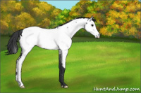 Horse Color:Blue Roan Fewspot 