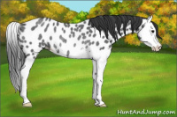 Horse Color:Blue Roan Splash Near Leopard Rabicano 