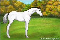 Horse Color:Brown Roan Splash Appaloosa Rabicano 
