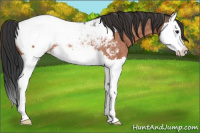 Horse Color:Brown Roan Splash Near Fewspot Rabicano 