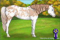 Horse Color:Gold Champagne Splash Appaloosa Rabicano