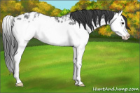 Horse Color:Black Ice Splash Appaloosa Rabicano 